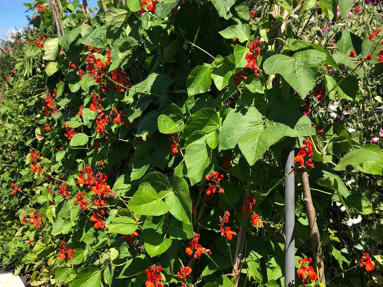 Allotments 1.jpg