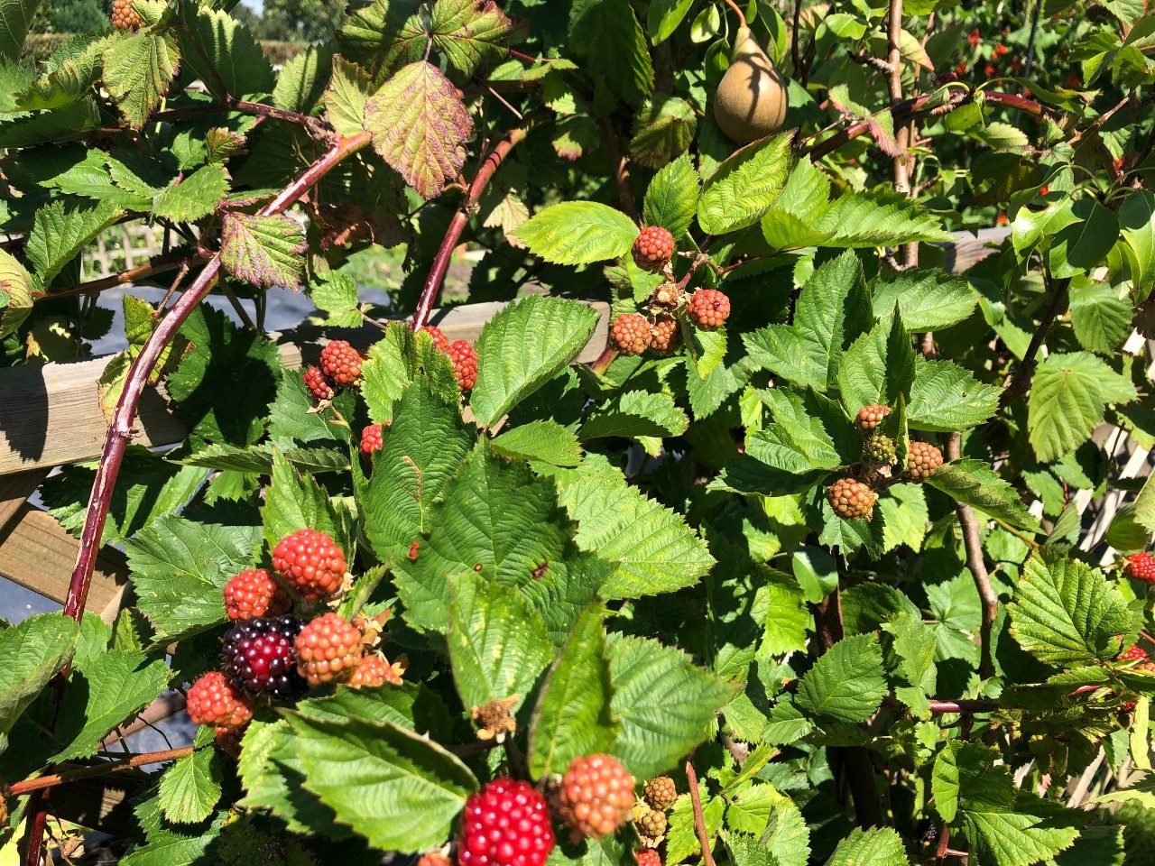 Allotments 2.jpg