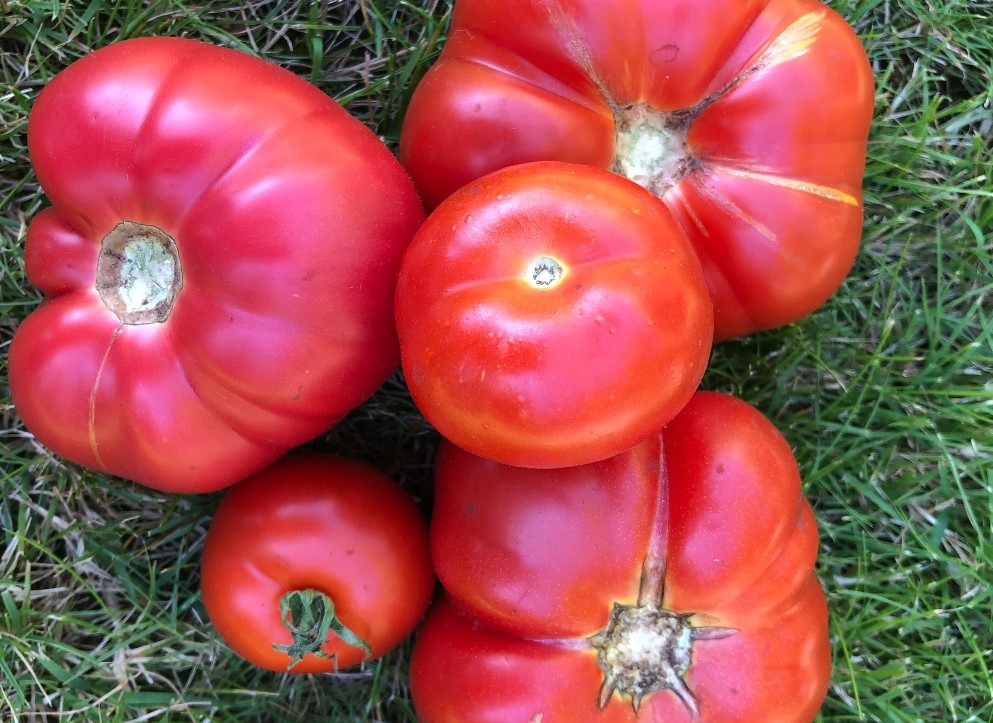Tomatoes.jpg
