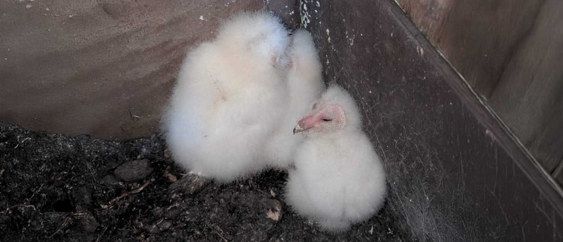 Three barn owl chicks born at One Horton Heath Three barn owl chicks born at One Horton Heath