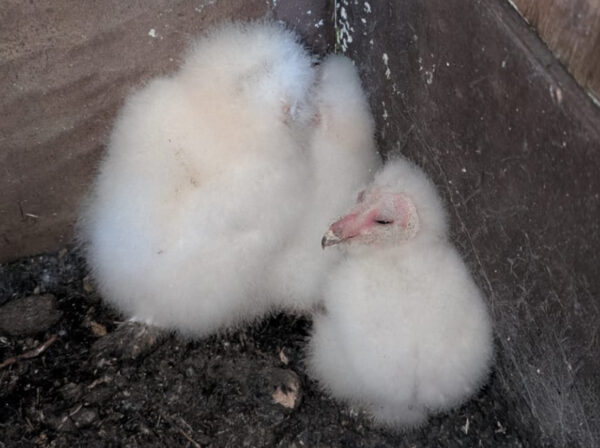 Three barn owl chicks born at One Horton Heath