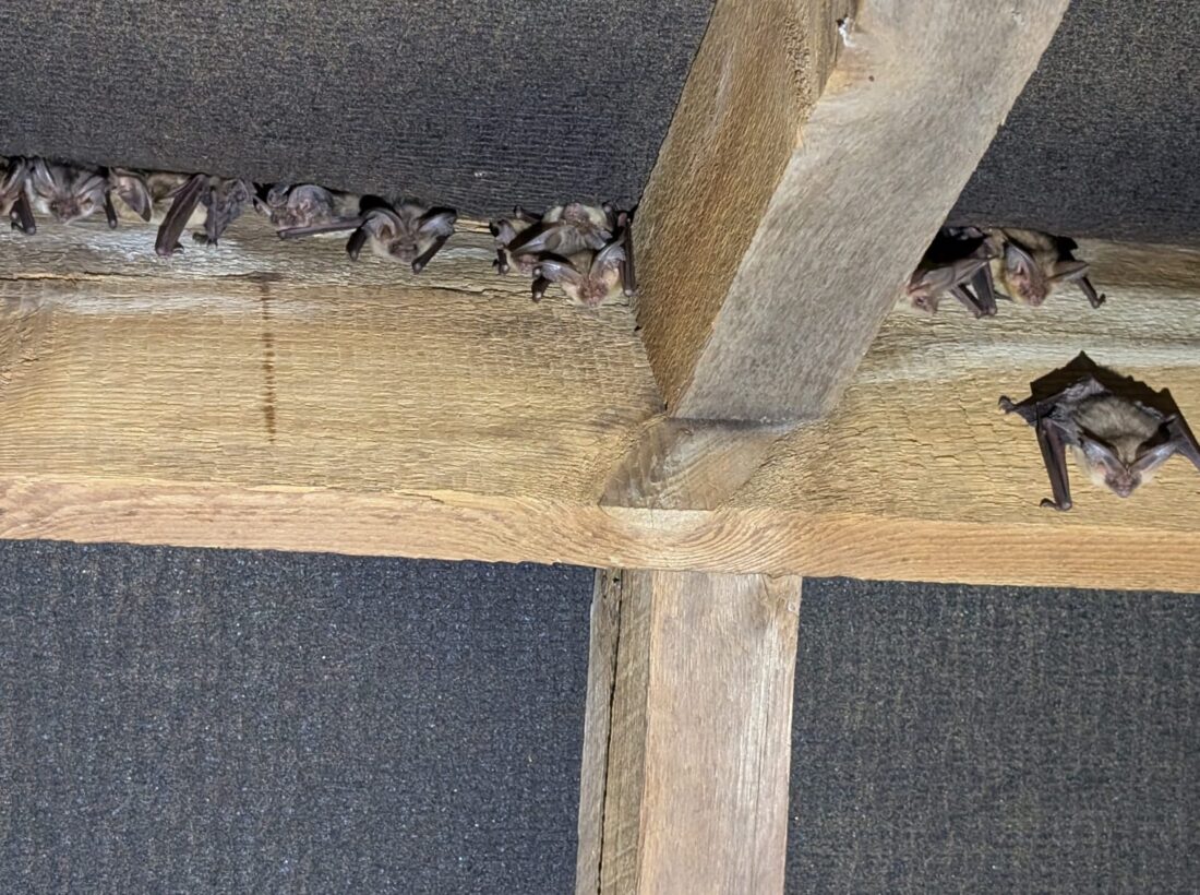 a group of bats in a roof roost a group of bats in a roof roost