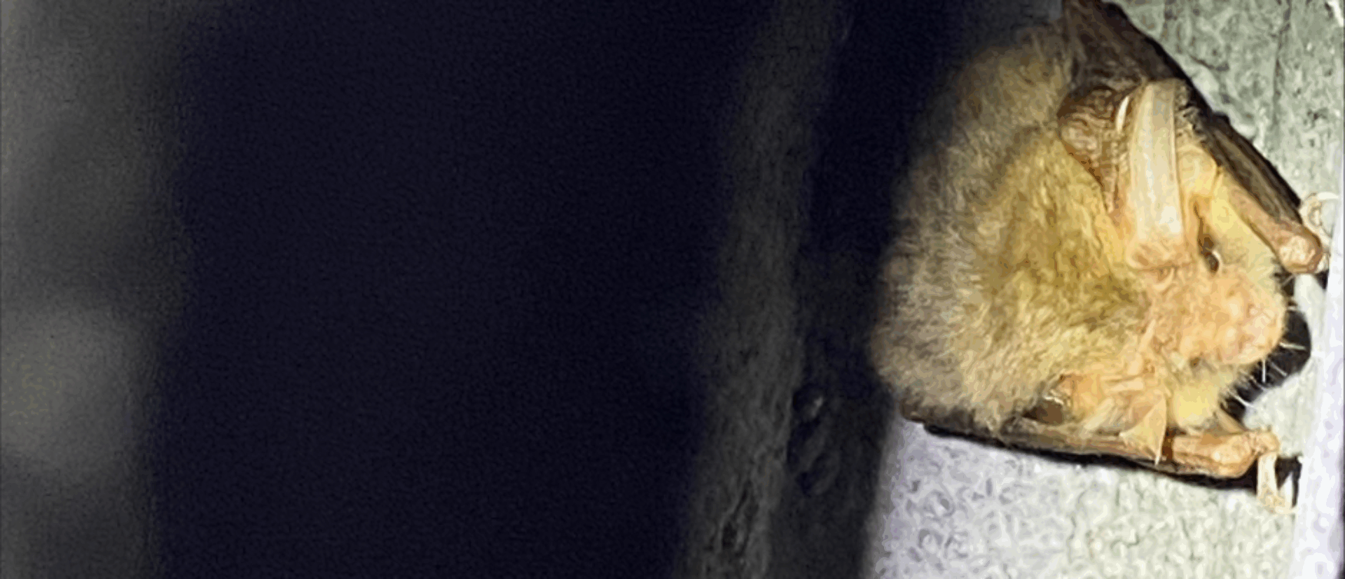 Long-eared bat in a bat box Long-eared bat in a bat box