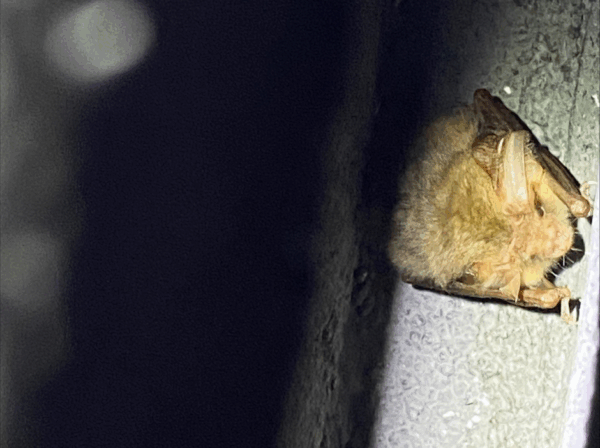 Long-eared bat in a bat box Long-eared bat in a bat box