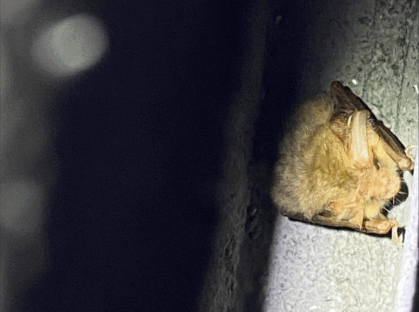 Long-eared bat in a bat box