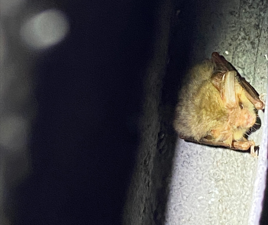 Long-eared bat in a bat box