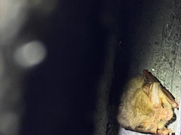 Bats thriving at One Horton Heath Bats thriving at One Horton Heath