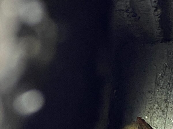 Bats thriving at One Horton Heath Bats thriving at One Horton Heath