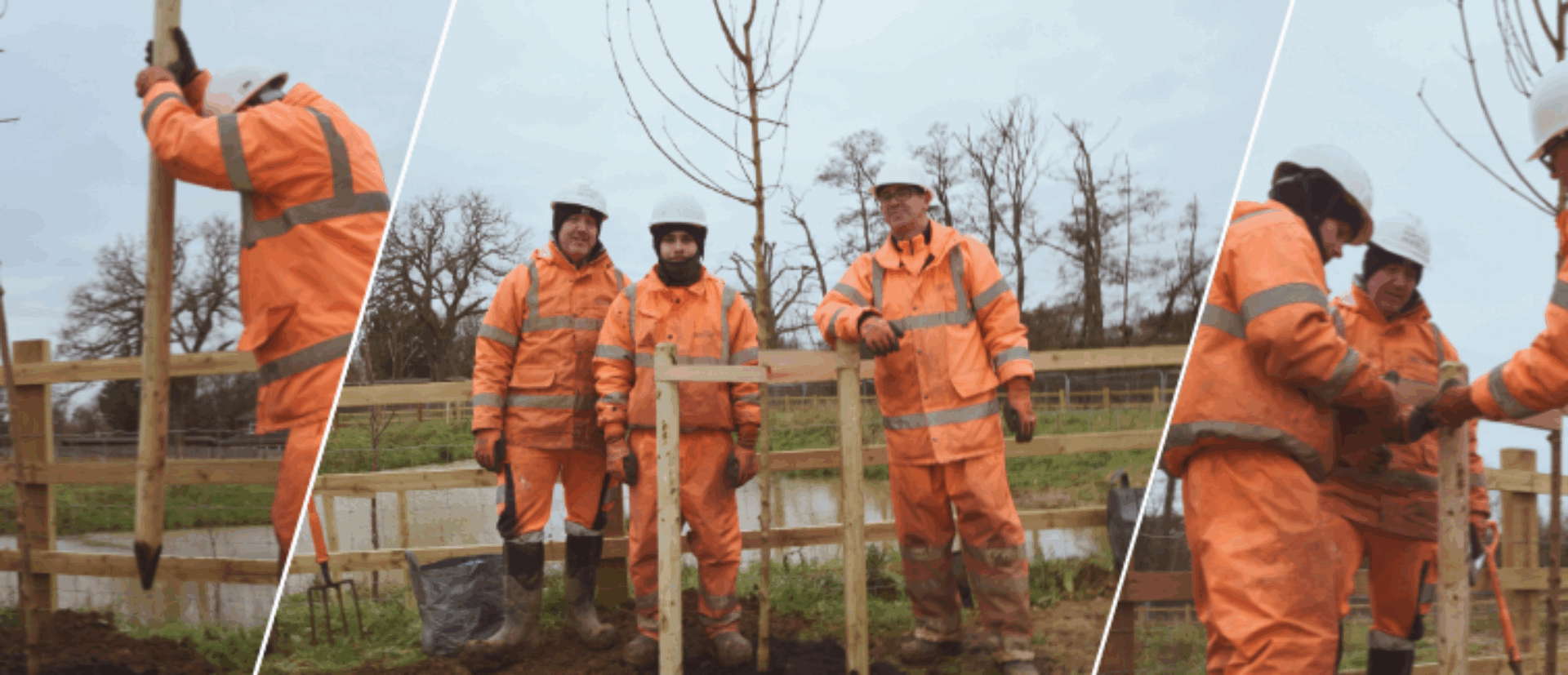 Collage of men planting the trees wearing orange high-vis