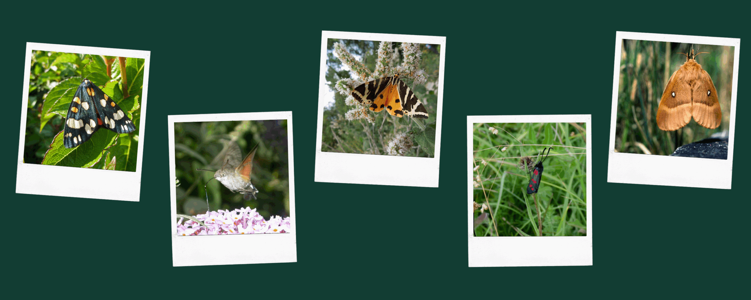 Snapshots of wildlife, including butterfly's, moths and birds
