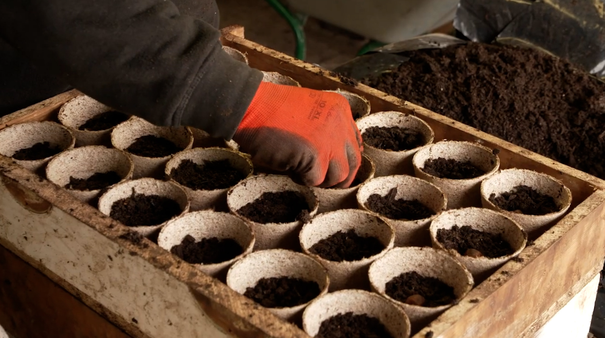 gloved hand sowing seeds in pots