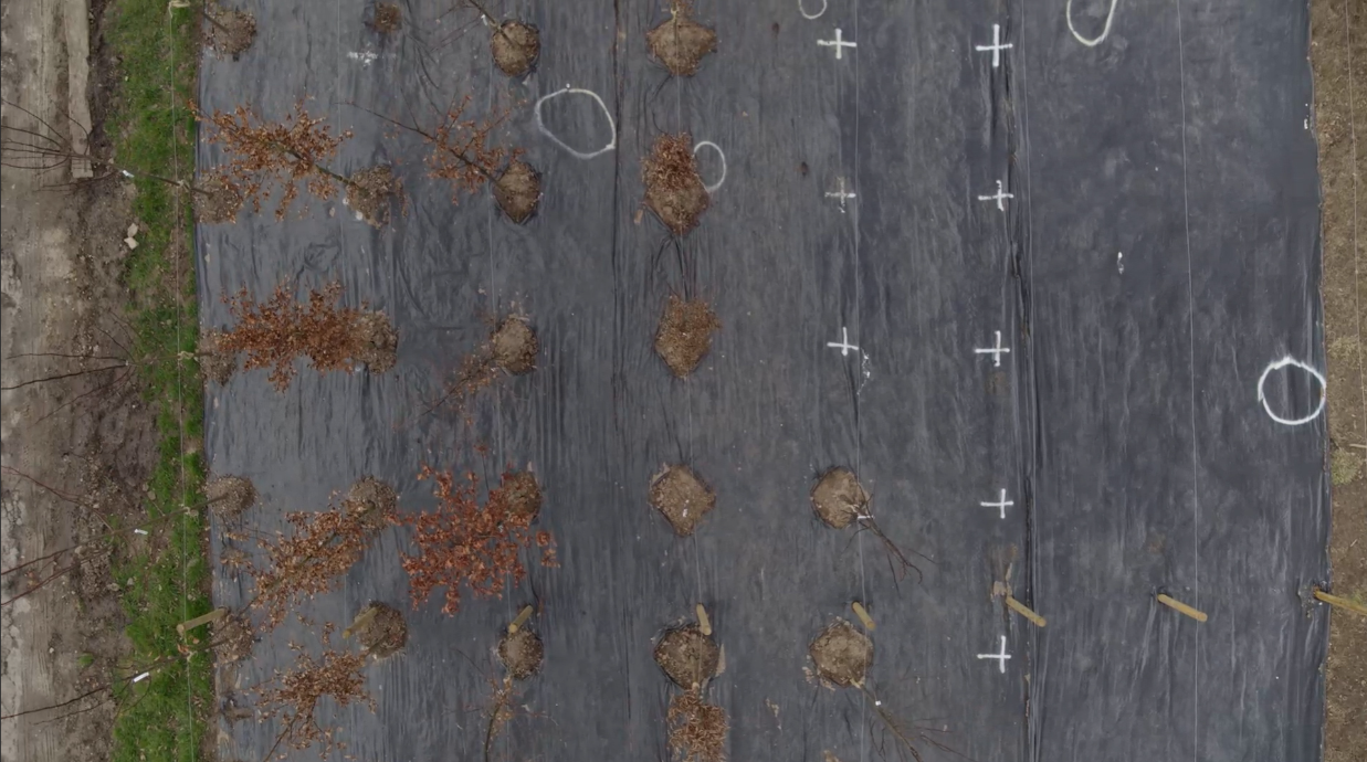 Tree nursery view from above 