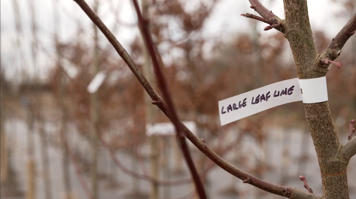 Tree branch with label saying 'large leaf lime' 