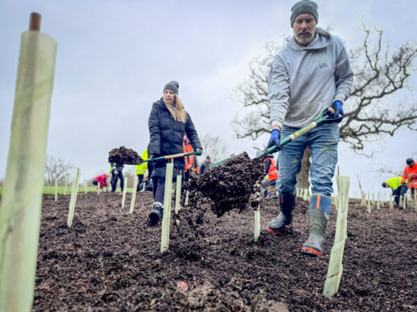 Volunteers shoveling dirt with spades and planting tree whips
