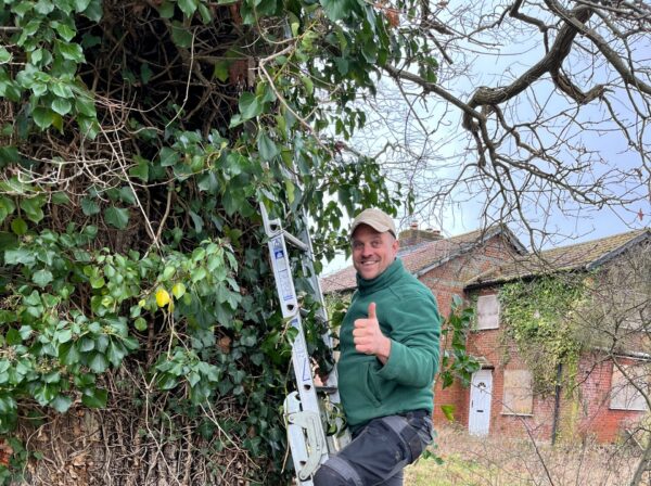 man on a ladder, leaning against a tree, installing a colourful bird