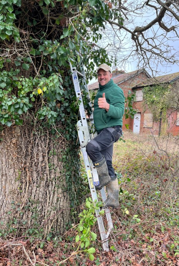 man on a ladder, leaning against a tree, installing a colourful bird