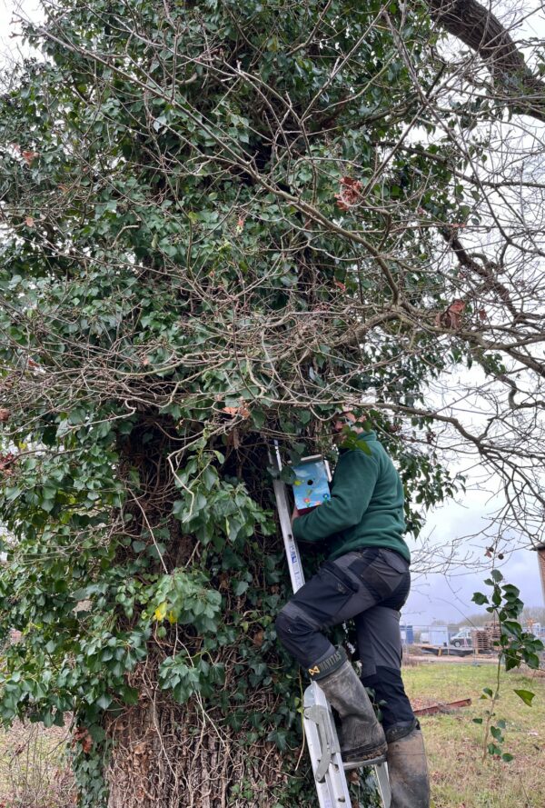 man on a ladder, leaning against a tree, installing a colourful bird