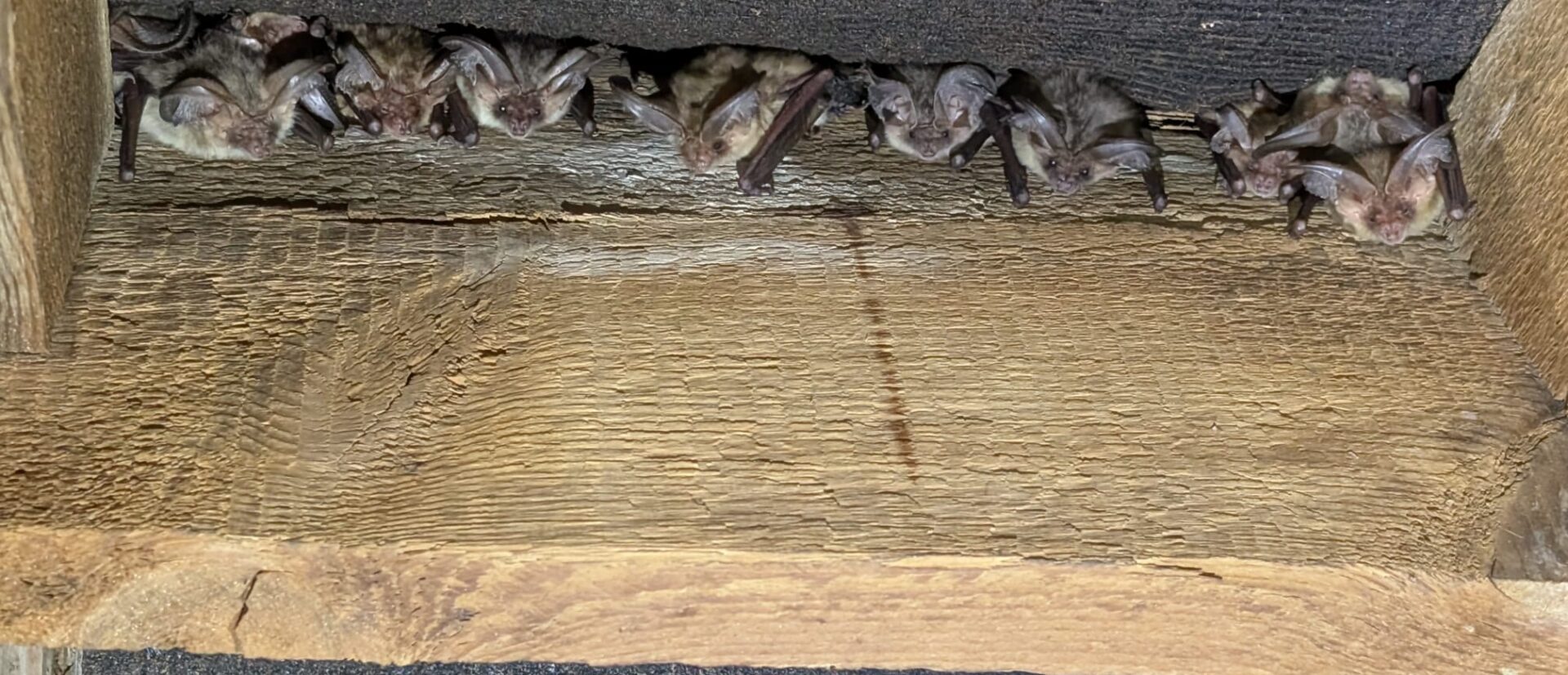 A line of Bat pups sleeping