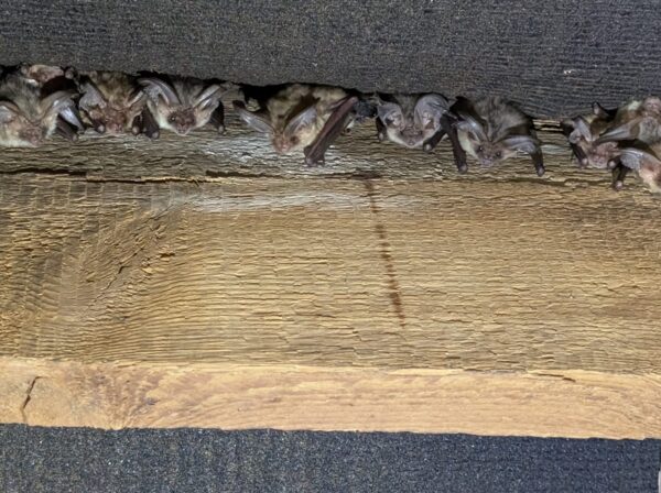 A line of Bat pups sleeping
