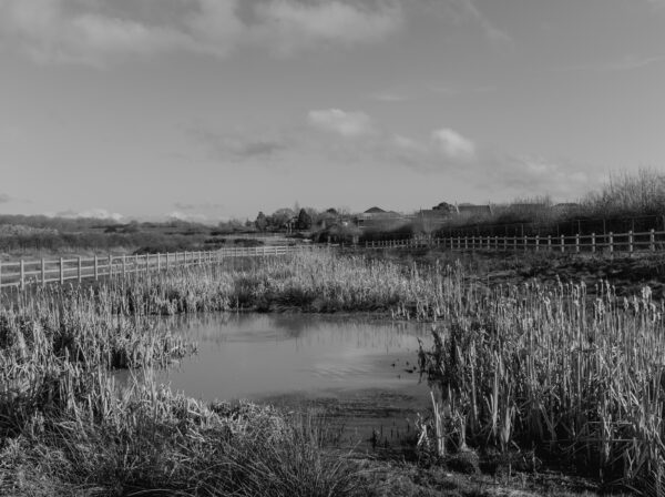 Sustainable Urban Drainage Pond (also known as a SUD) with wooden fencing - in black and white