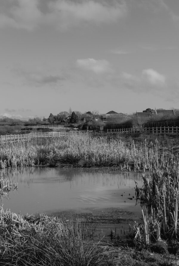 Sustainable Urban Drainage Pond (also known as a SUD) with wooden fencing - in black and white