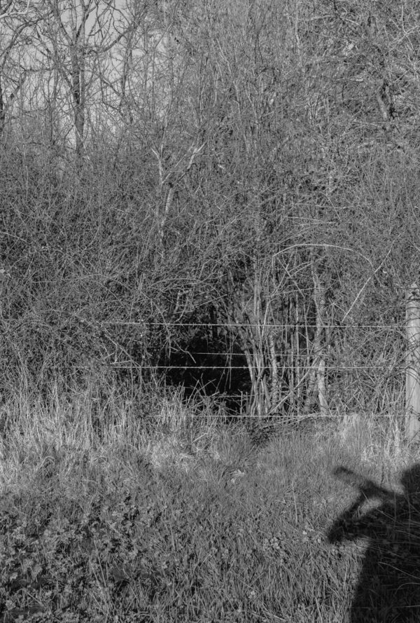 Black and white image of a hedge and partial fence with a shadow of a person at One Horton Heath