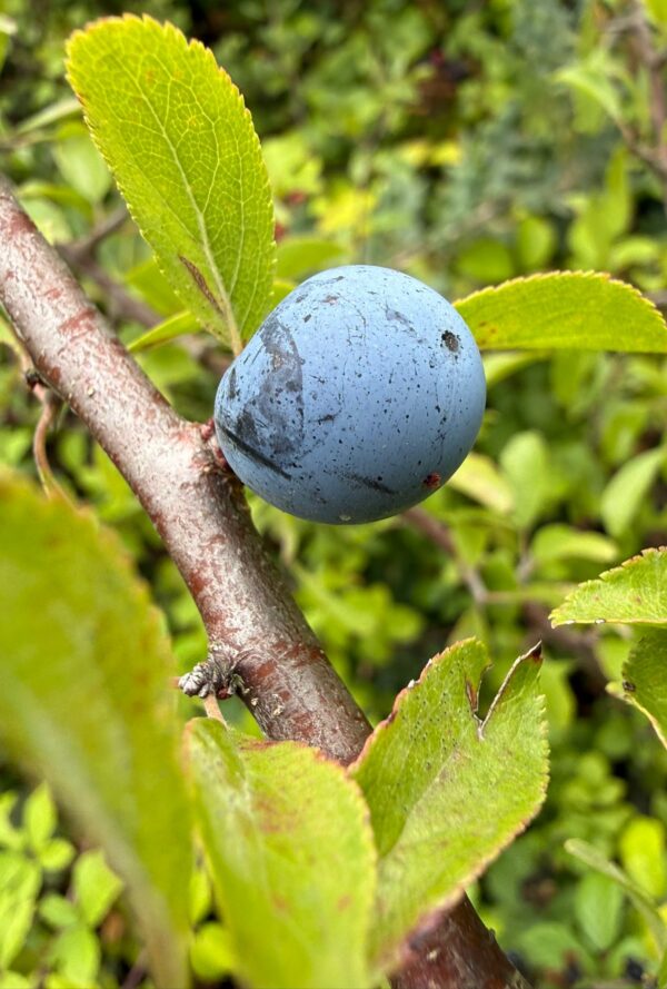 Sloe berry with leaves - taken at Horton Heath