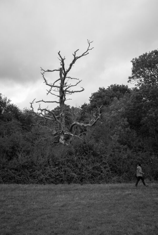Historic hedge row with tree that has been struck by lightning in the middle