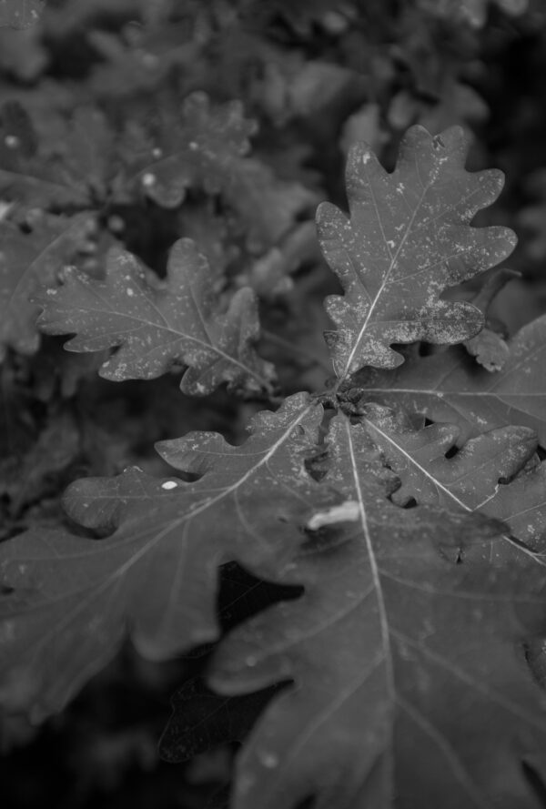 Black and white image of textured leaves