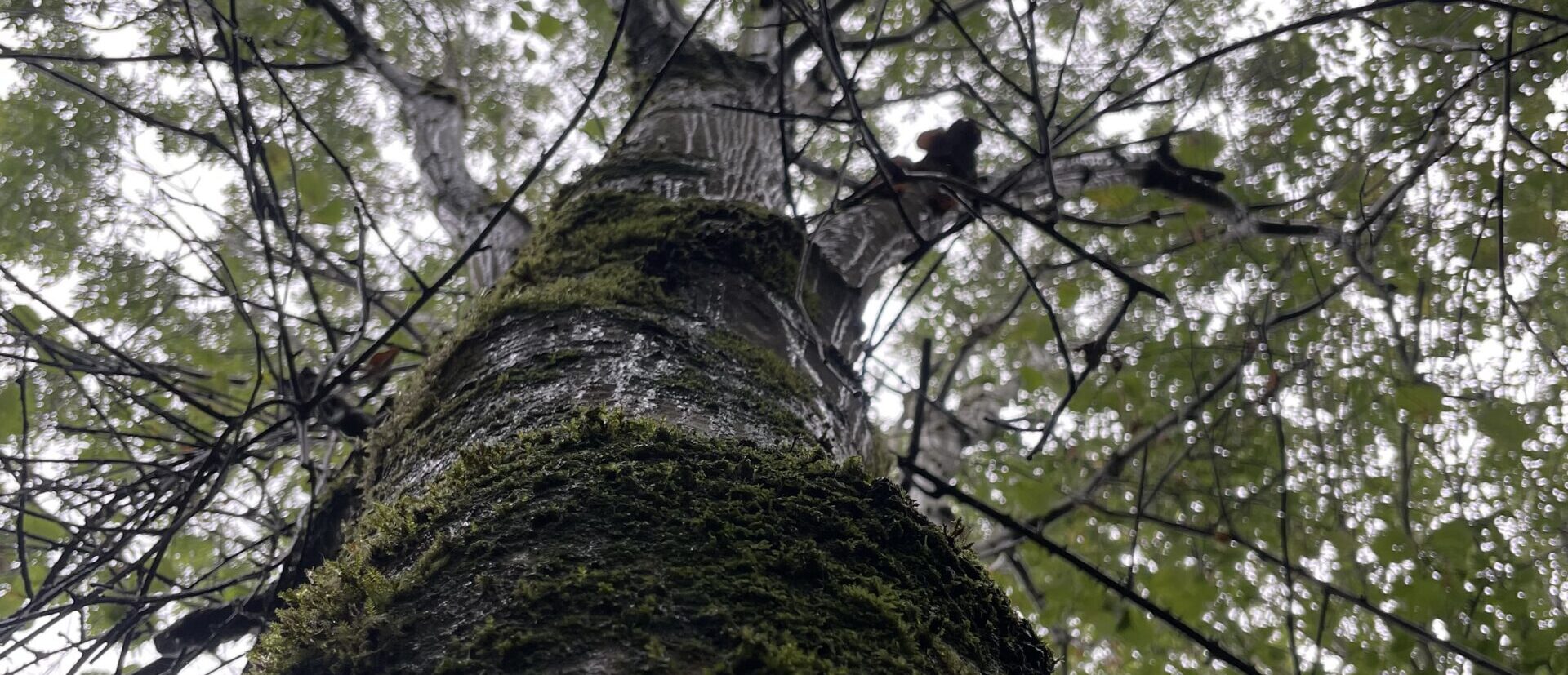 Tree image looking from the roots up