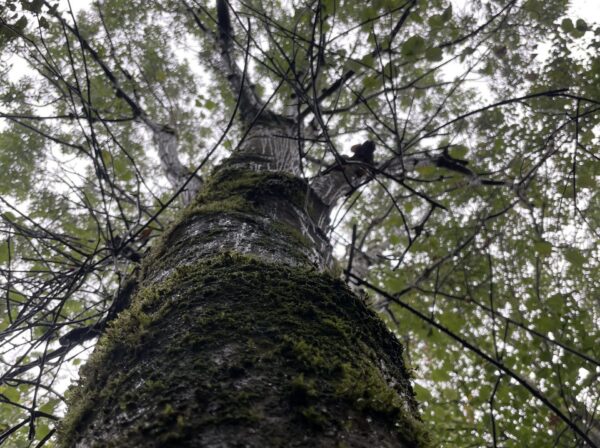 Tree image looking from the roots up
