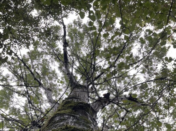 Tree image looking from the roots up