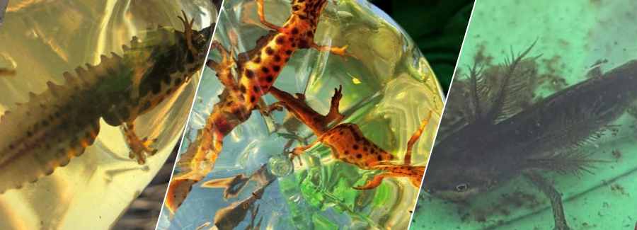 Collage of Newts and Pondlife from One Horton Heath