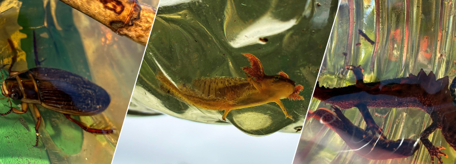 Collage of Newts and Pondlife from One Horton Heath