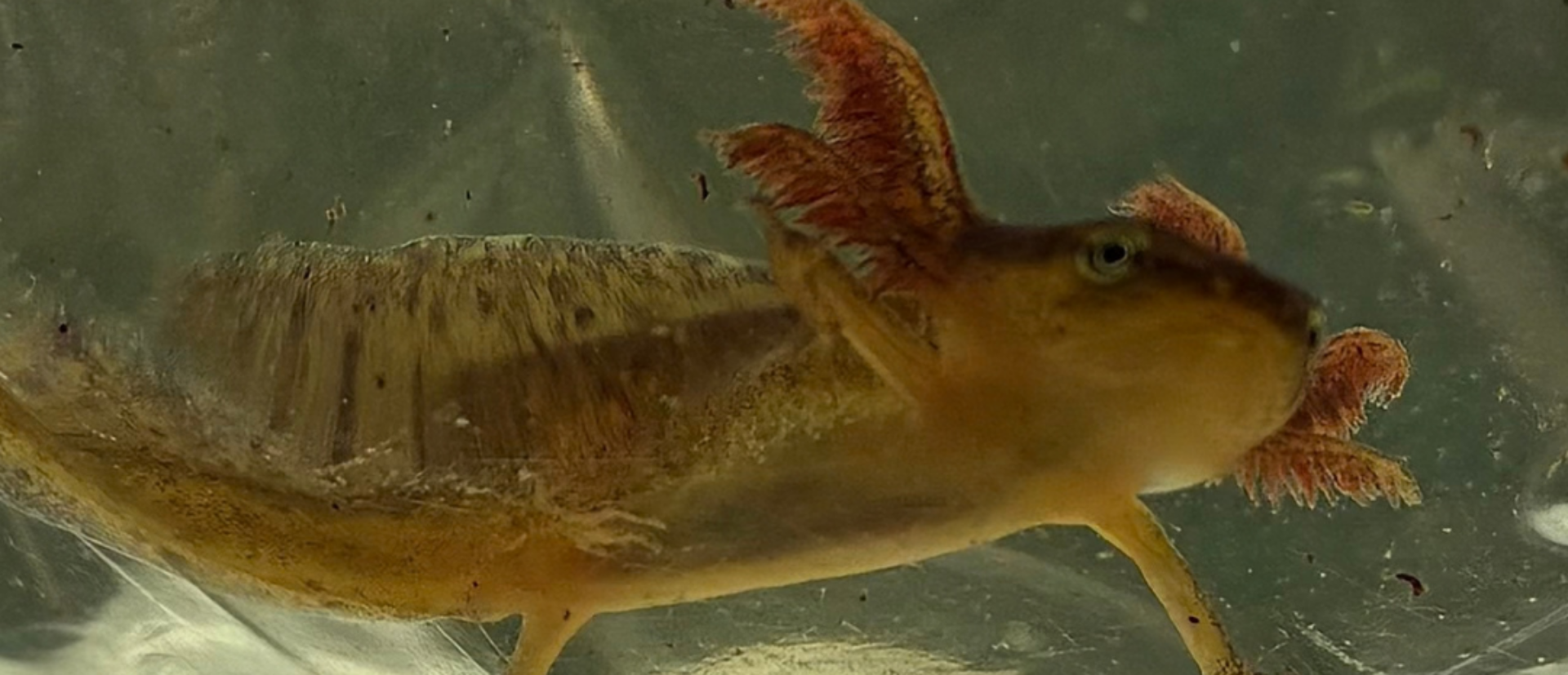 Image of a Newt Larva