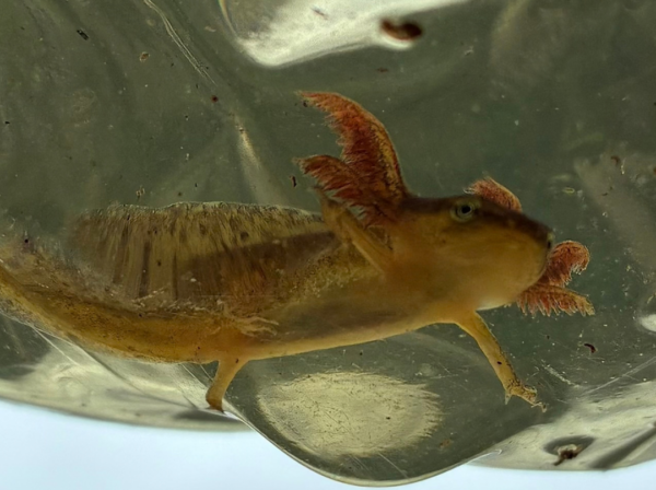 Image of a Newt Larva