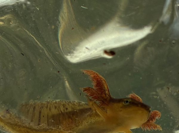 Image of a Newt Larva