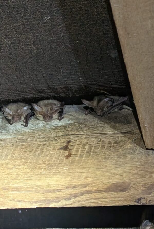 Brown Long Eared Bats - 4 in a row