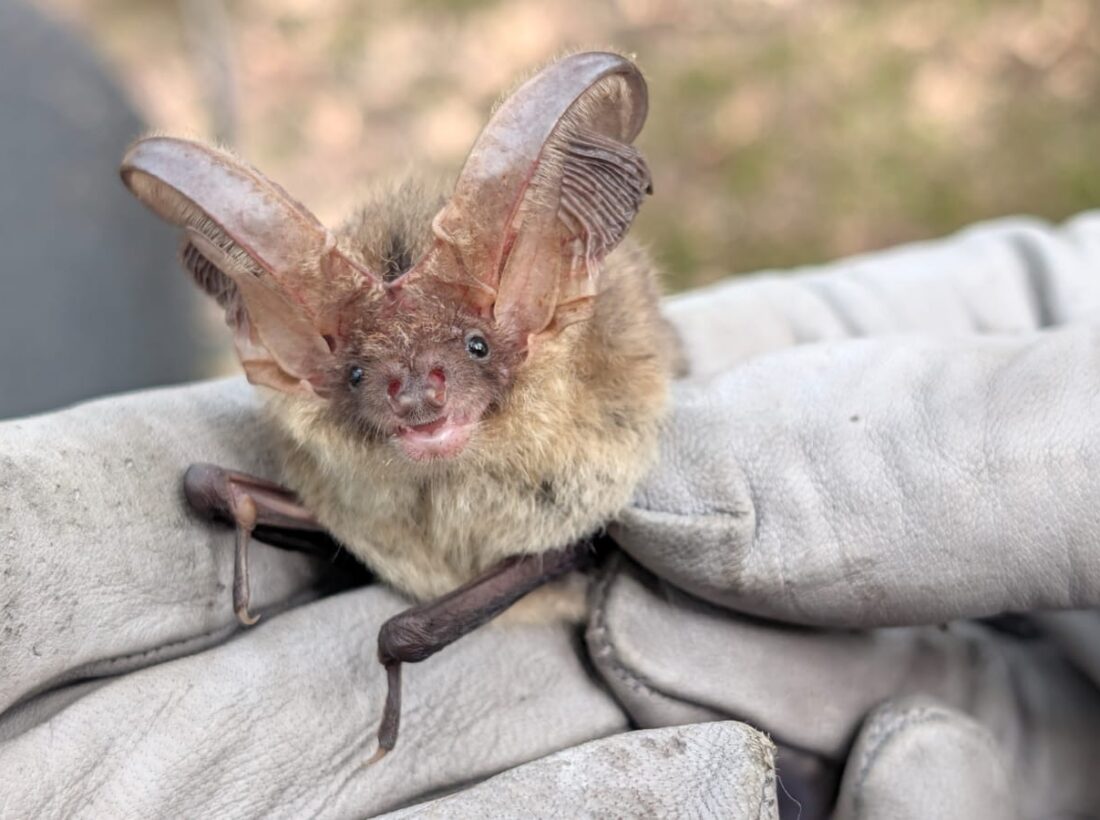Brown Long Eared juvenile male bat being held