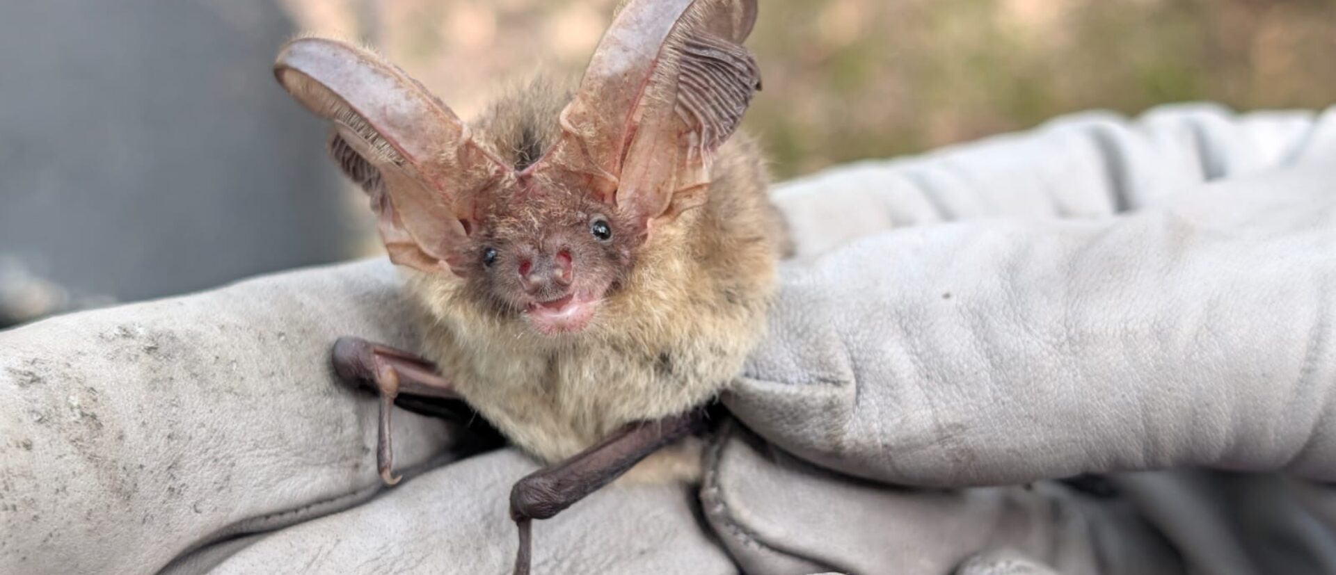 Brown Long Eared juvenile male bat being held