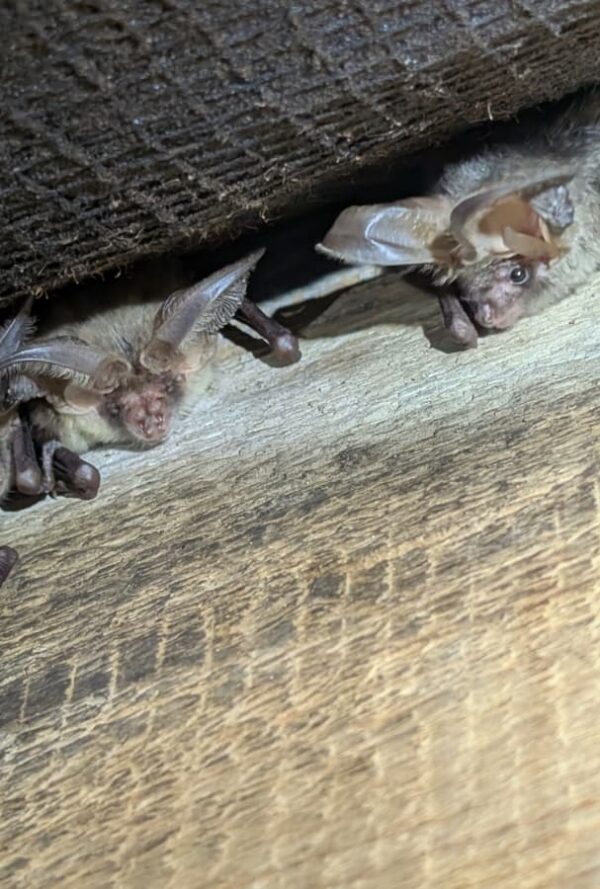 Brown Long Eared Bats - 4 in a row